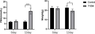 Remodeling of the periodontal ligament and alveolar bone during axial tooth movement in mice with type 1 diabetes